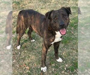 German Shepherd Dog-Unknown Mix Dogs for adoption in Texas City, TX, USA