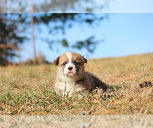 Medium Photo #7 Pembroke Welsh Corgi Puppy For Sale in FORT MADISON, IA, USA