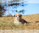 Small #6 Pembroke Welsh Corgi