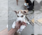 Puppy Puppy 2 Labrador Retriever-Siberian Husky Mix