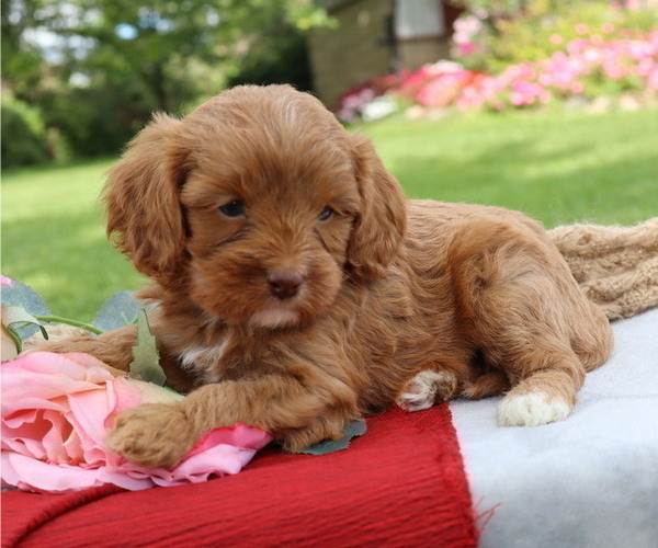 Medium Photo #6 Cavapoo Puppy For Sale in THORP, WI, USA