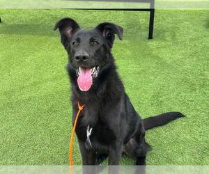 German Shepherd Dog Dogs for adoption in Orange, CA, USA