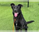 Small German Shepherd Dog