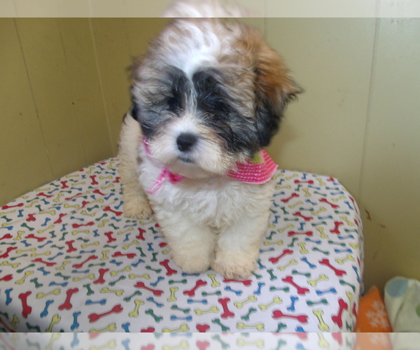 Medium Photo #1 Shih Tzu Puppy For Sale in PATERSON, NJ, USA