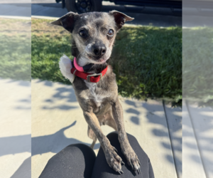 Blanche - Female Chihuahua Dog for Adoption - Photo #3
