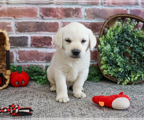 Medium Photo #7 Labrador Retriever Puppy For Sale in SYRACUSE, IN, USA