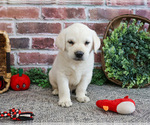 Small #6 Labrador Retriever