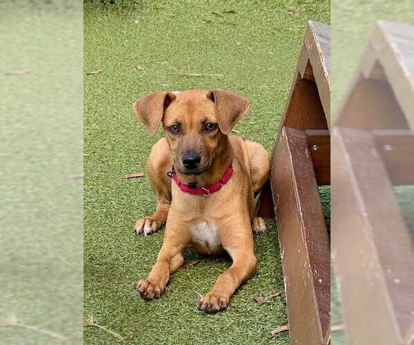 Medium Photo #1 Labrador Retriever-Unknown Mix Puppy For Sale in Dedham, MA, USA