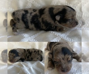 Miniature Australian Shepherd Puppy for sale in LAKE BUTLER, FL, USA