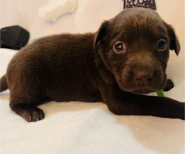 Medium Photo #4 Labrador Retriever Puppy For Sale in SALISBURY, MD, USA