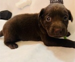 Small Photo #4 Labrador Retriever Puppy For Sale in SALISBURY, MD, USA