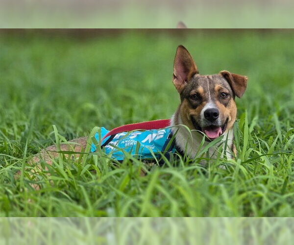 Medium Photo #3 German Shepherd Dog-Unknown Mix Puppy For Sale in Corpus Christi, TX, USA