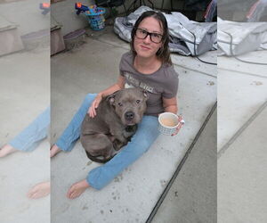 Lucky - Male Staffordshire Bull Terrier-Unknown Mix Dog for Adoption - Photo #2