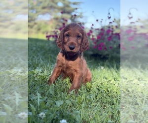 Irish Setter Puppy for sale in ONEONTA, NY, USA