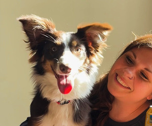 Mother of the Miniature Australian Shepherd puppies born on 08/27/2025