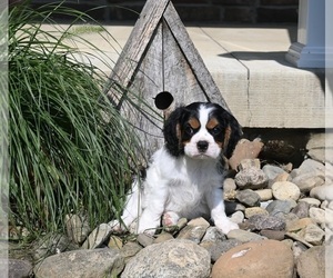 Cavalier King Charles Spaniel Puppy for sale in MILLERSBURG, OH, USA