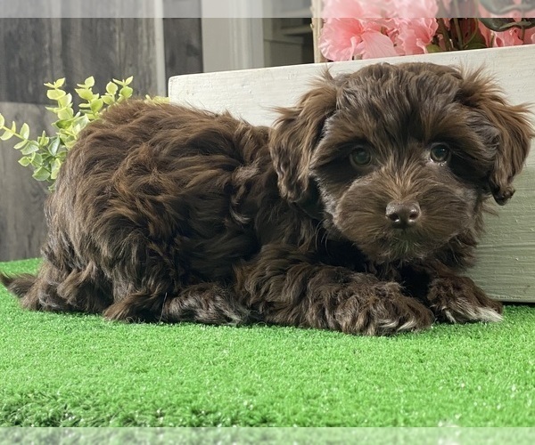 Medium Photo #2 Havanese Puppy For Sale in CANOGA, NY, USA