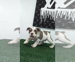 Small Photo #6 English Bulldog Puppy For Sale in RIVERSIDE, CA, USA