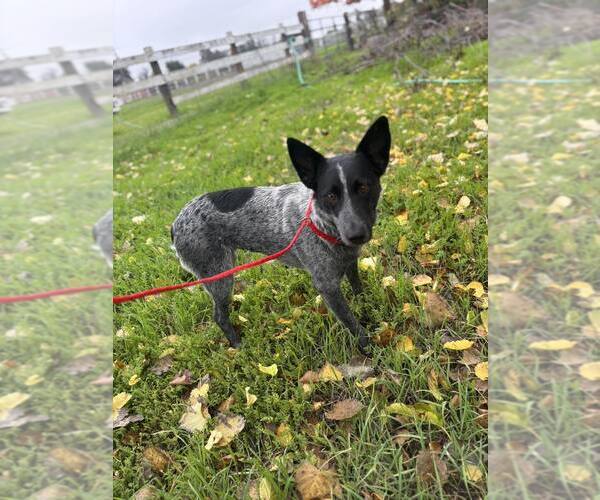 Medium Photo #2 Mutt Puppy For Sale in Paso Robles, CA, USA