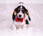 Small Photo #71 Dachshund Puppy For Sale in WARSAW, IN, USA