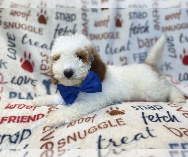 Medium Photo #3 Poodle (Miniature) Puppy For Sale in LAKELAND, FL, USA