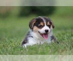 Small #4 Pembroke Welsh Corgi