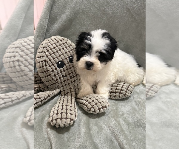 Medium Photo #6 Mal-Shi Puppy For Sale in DINWIDDIE, VA, USA