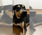 Small Labrador Retriever Mix