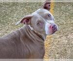 Small #1 American Staffordshire Terrier Mix