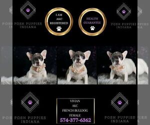 Medium French Bulldog