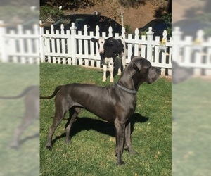 Father of the Great Dane puppies born on 04/23/2019