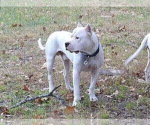Father of the Dogo Argentino puppies born on 02/02/2021