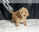 Small #1 Maltipoo