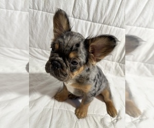 French Bulldog Puppy for sale in PALM DESERT, CA, USA