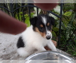 Small #5 Collie