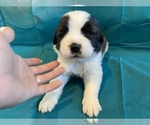 Puppy 6 Saint Bernard