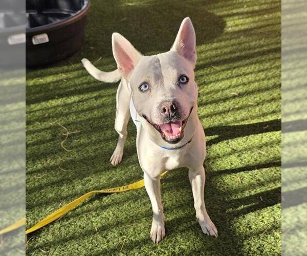 Medium Photo #2 Mutt Puppy For Sale in Las Vegas, NV, USA