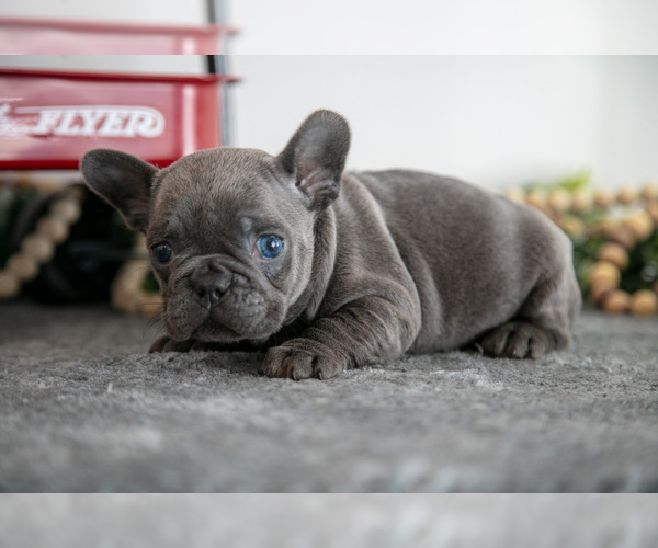 Medium Photo #3 French Bulldog Puppy For Sale in GOSHEN, IN, USA