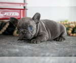 Small #1 French Bulldog