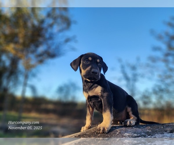 Medium Photo #4 Catahoula Leopard Dog Puppy For Sale in CUMBY, TX, USA