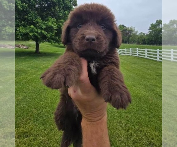 Medium Photo #3 Newfoundland Puppy For Sale in NEW HOLLAND, PA, USA