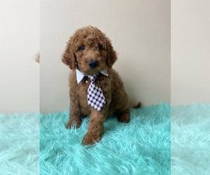 Goldendoodle (Miniature) Puppy for sale in ORLANDO, FL, USA