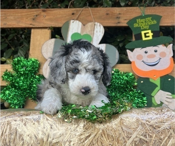 Medium Photo #21 Sheepadoodle Puppy For Sale in HUNTINGTON BEACH, CA, USA