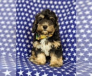 Bernedoodle-Miniature Bernedoodle Mix Puppy for sale in KIRKWOOD, PA, USA
