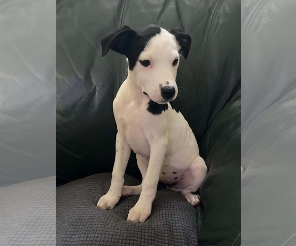 Medium Photo #3 Mutt Puppy For Sale in Sheboygan, WI, USA