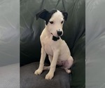 Small #2 Mutt