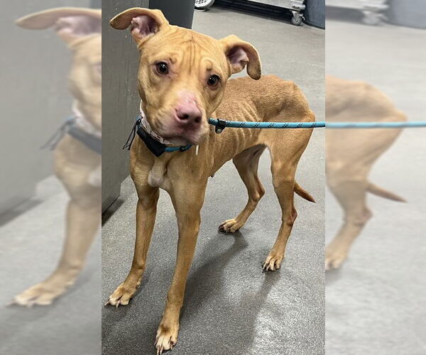 Medium Photo #1 American Bulldog-Unknown Mix Puppy For Sale in Forestville, MD, USA