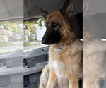 Small #1 German Shepherd Dog