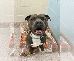 Staffordshire Bull Terrier Dogs for adoption in Brighton, CO, USA