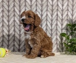 Small #2 Cavapoo (Miniature)